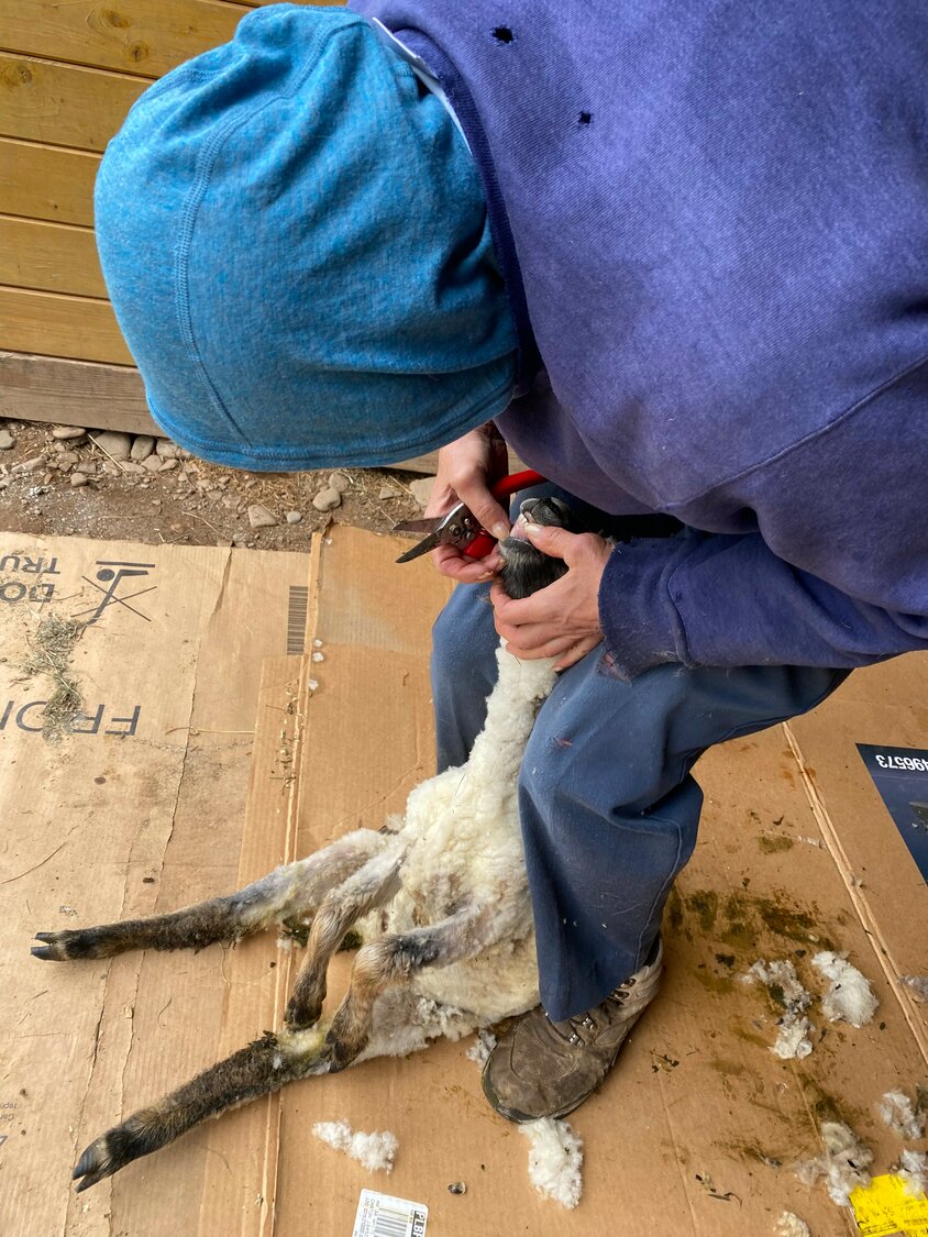 At a flock’s annual shearing, an experienced sheep shearer will check the animals’ teeth and gums for a quick assessment of health and age.